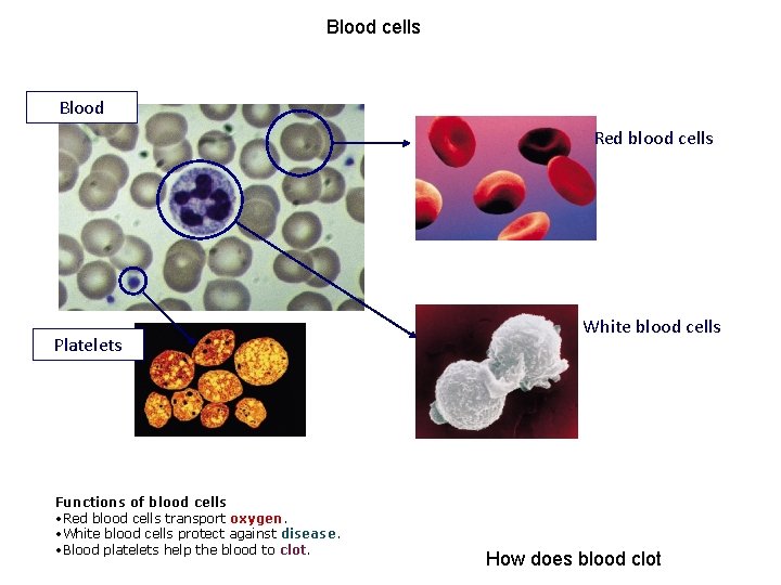 Blood cells Blood Red blood cells Platelets Functions of blood cells • Red blood