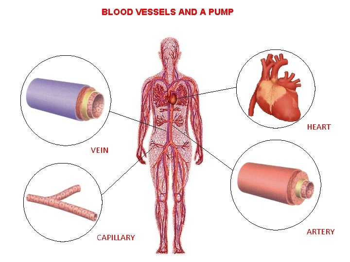 BLOOD VESSELS AND A PUMP HEART VEIN CAPILLARY ARTERY 