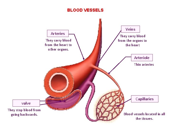 BLOOD VESSELS Arteries They carry blood from the heart to other organs. Veins They