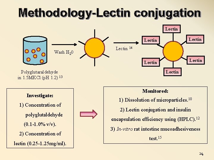 Methodology-Lectin conjugation Lectin Wash H 20 Lectin Lectin 14 Polyglutaraldehyde in 1. 5 MKCl