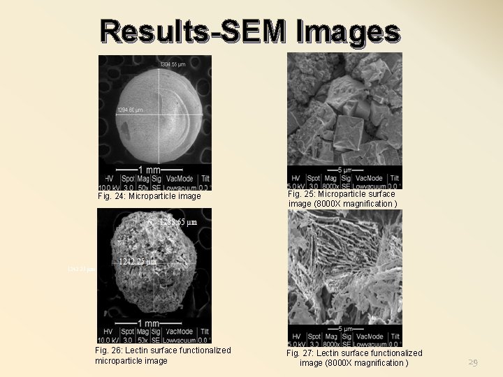 Results-SEM Images Fig. 24: Microparticle image Fig. 25: Microparticle surface image (8000 X magnification