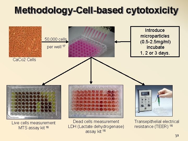 Methodology-Cell-based cytotoxicity Introduce microparticles (0. 5 -2. 5 mg/ml) incubate 1, 2 or 3