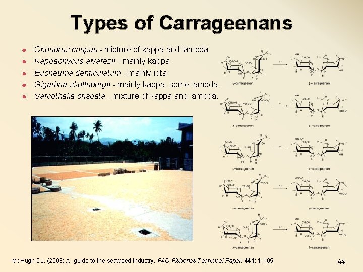 Types of Carrageenans Chondrus crispus - mixture of kappa and lambda. Kappaphycus alvarezii -