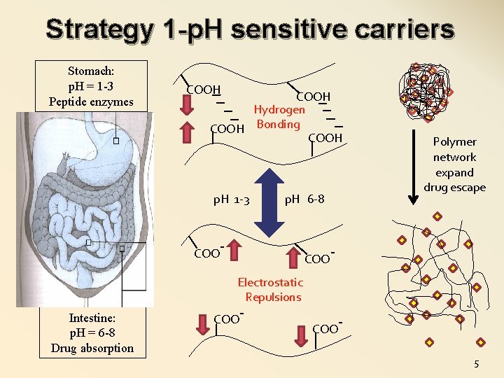 Strategy 1 -p. H sensitive carriers Stomach: p. H = 1 -3 Peptide enzymes