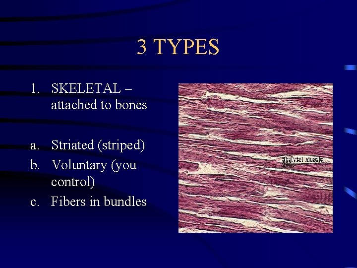 3 TYPES 1. SKELETAL – attached to bones a. Striated (striped) b. Voluntary (you