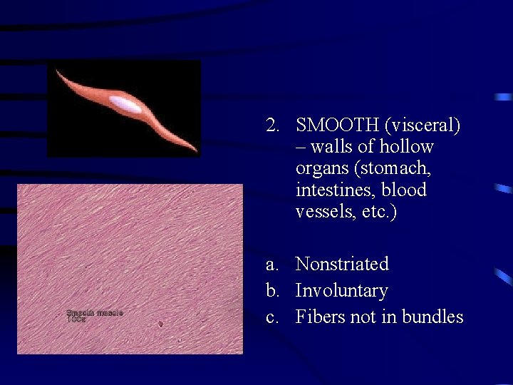 2. SMOOTH (visceral) – walls of hollow organs (stomach, intestines, blood vessels, etc. )