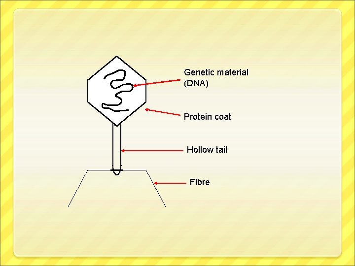 Genetic material (DNA) Protein coat Hollow tail Fibre 