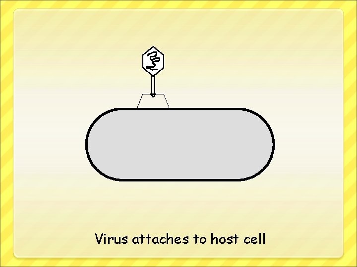 Virus attaches to host cell 