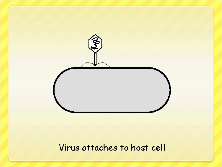 Virus attaches to host cell 