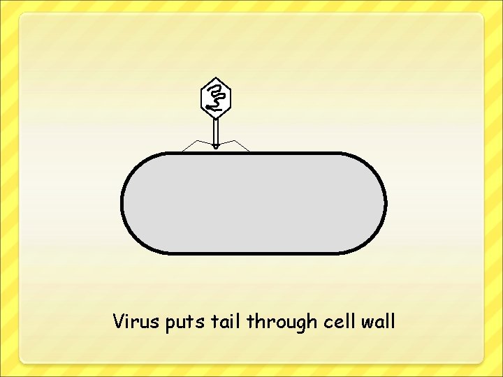 Virus puts tail through cell wall 