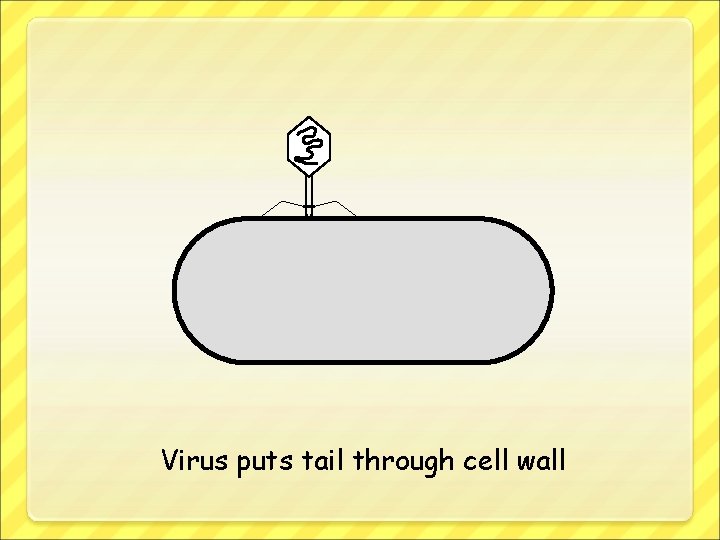 Virus puts tail through cell wall 