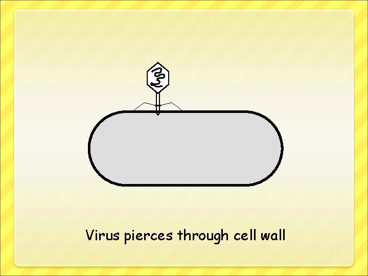 Virus pierces through cell wall 