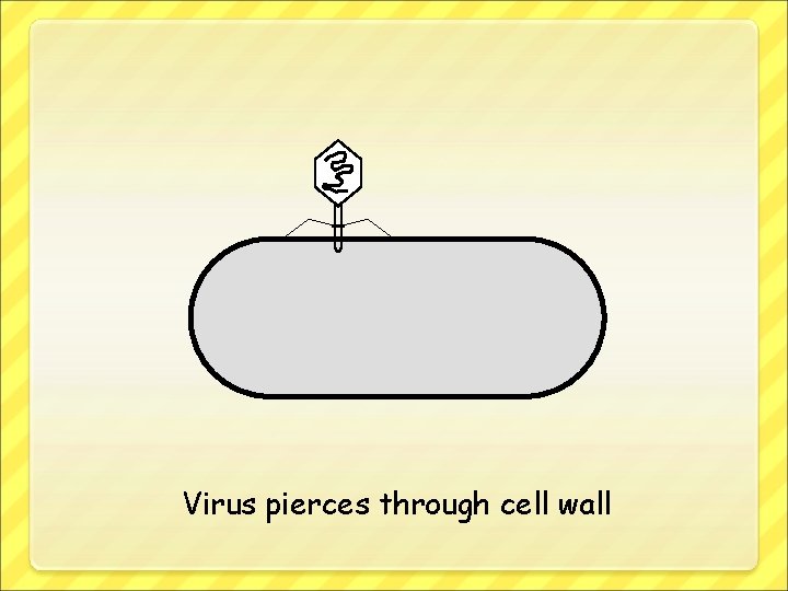 Virus pierces through cell wall 