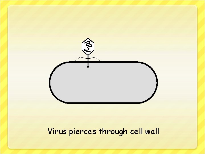 Virus pierces through cell wall 