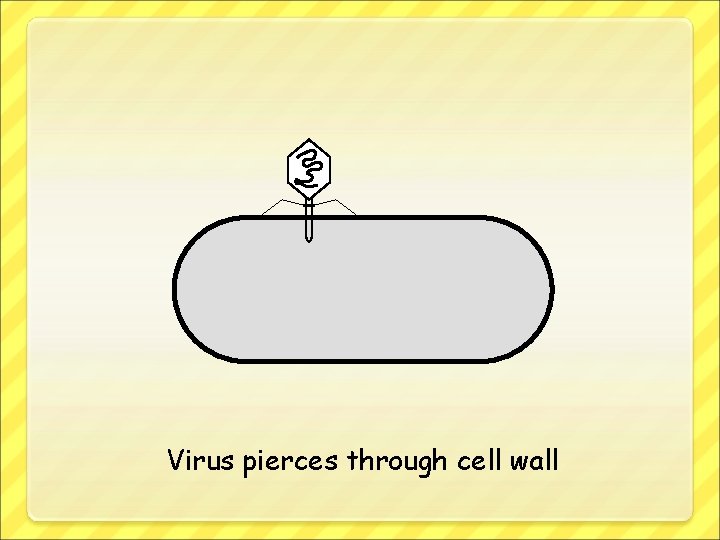 Virus pierces through cell wall 