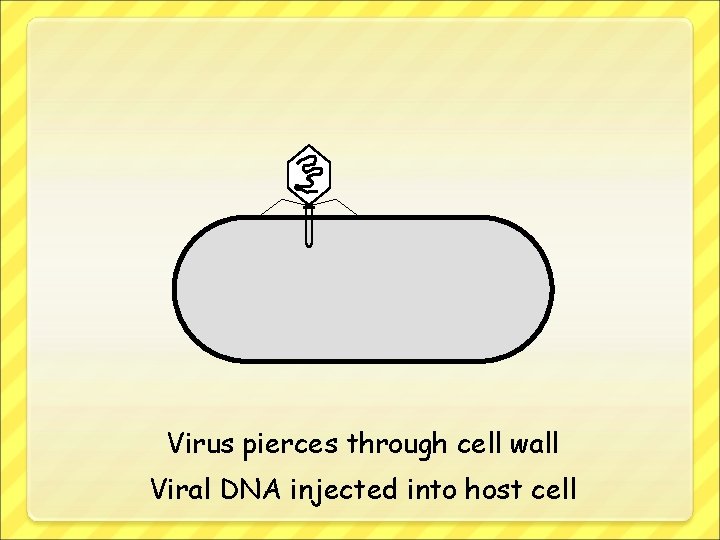 Virus pierces through cell wall Viral DNA injected into host cell 