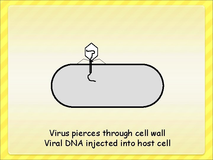 Virus pierces through cell wall Viral DNA injected into host cell 