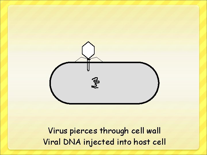 Virus pierces through cell wall Viral DNA injected into host cell 