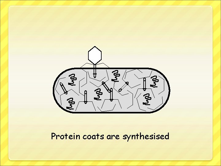 Protein coats are synthesised 
