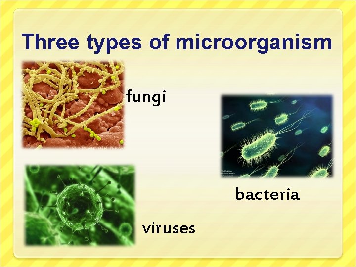 Three types of microorganism fungi bacteria viruses 