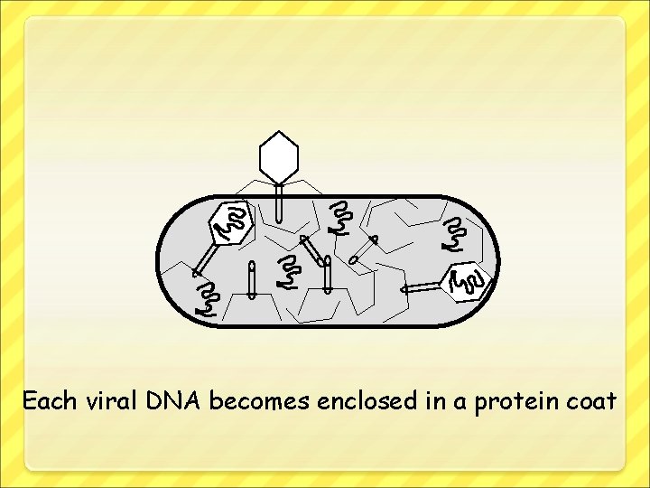 Each viral DNA becomes enclosed in a protein coat 