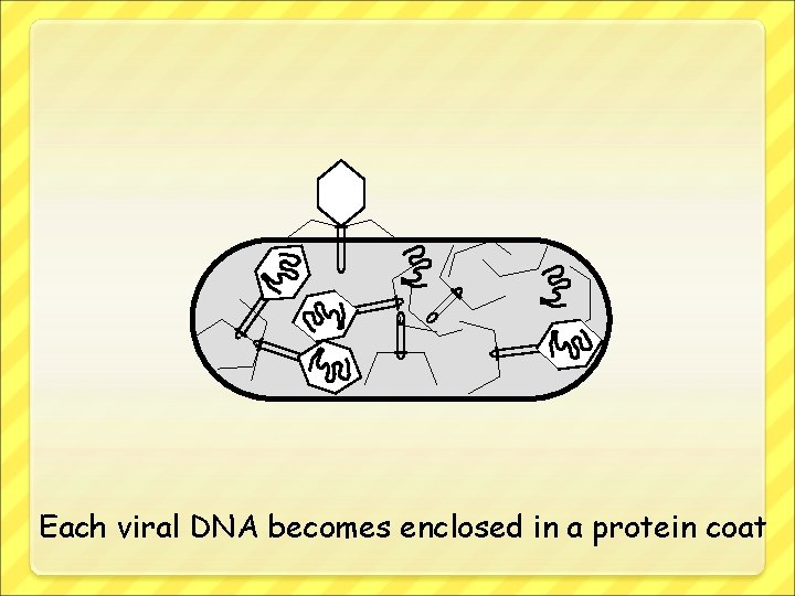 Each viral DNA becomes enclosed in a protein coat 