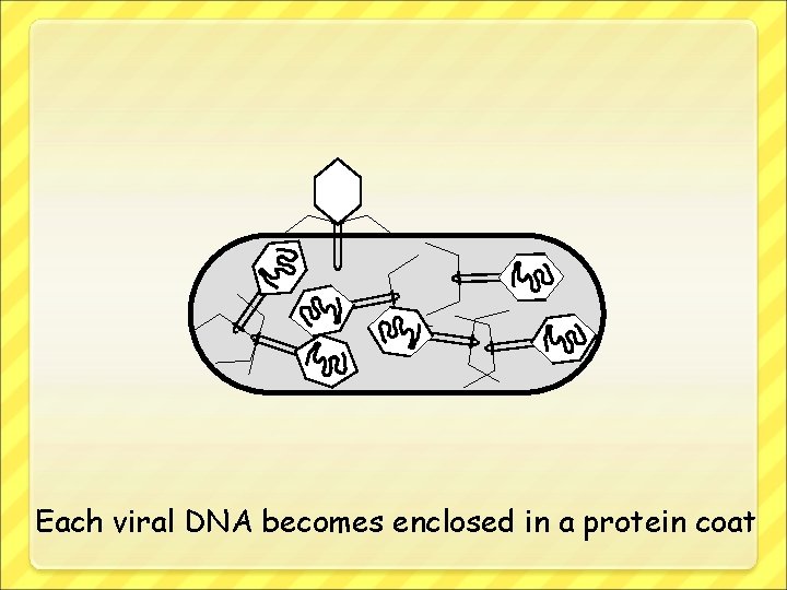 Each viral DNA becomes enclosed in a protein coat 