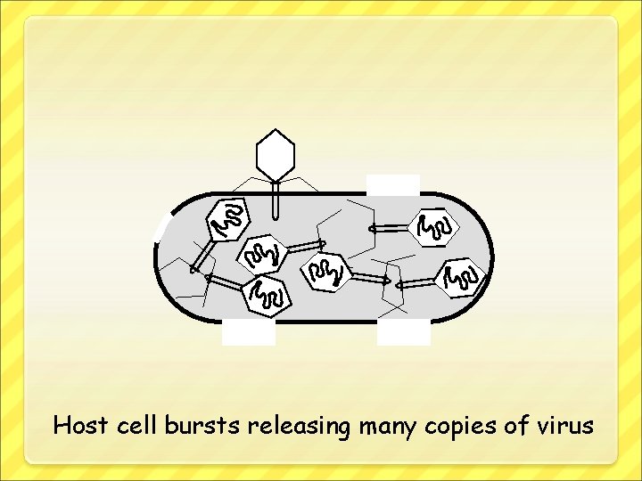 Host cell bursts releasing many copies of virus 