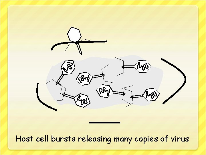 Host cell bursts releasing many copies of virus 