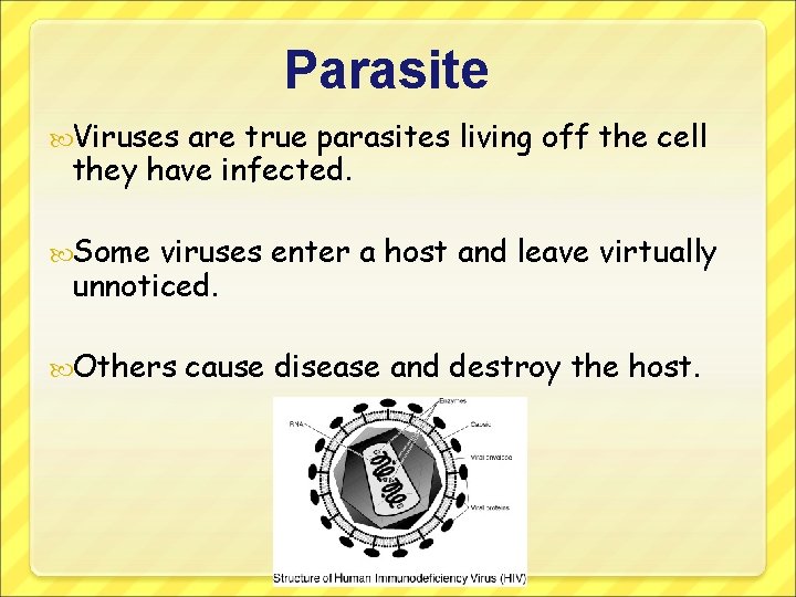 Parasite Viruses are true parasites living off the cell they have infected. Some viruses
