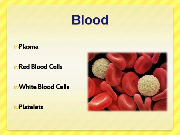 Blood Plasma Red Blood Cells White Blood Cells Platelets 