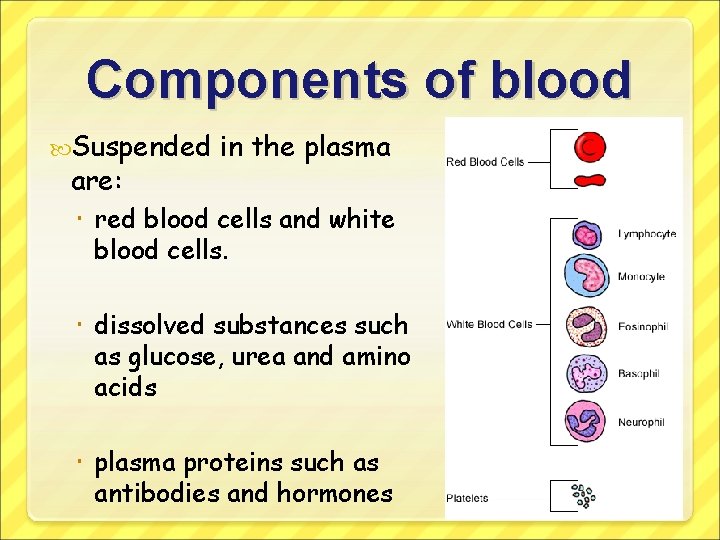 Components of blood Suspended are: in the plasma red blood cells and white blood