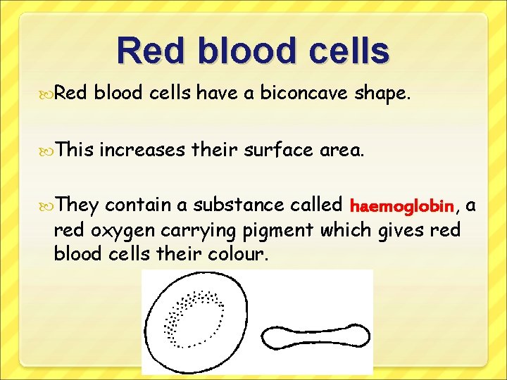 Red blood cells Red This blood cells have a biconcave shape. increases their surface