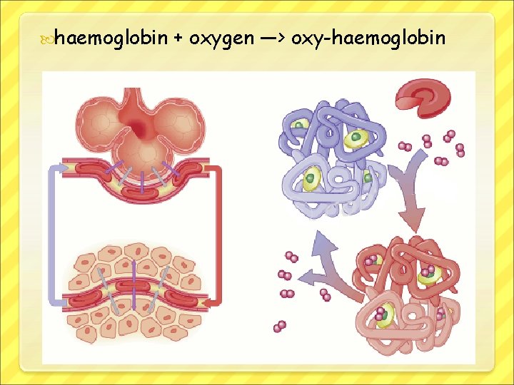  haemoglobin + oxygen —> oxy-haemoglobin 