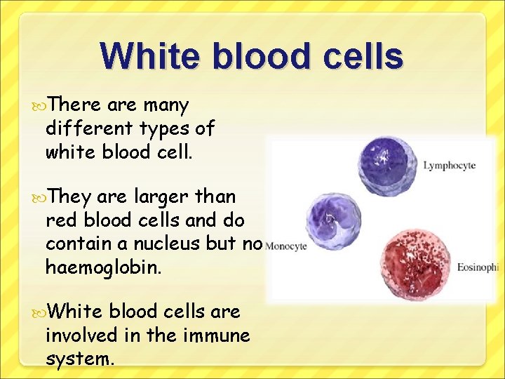 White blood cells There are many different types of white blood cell. They are