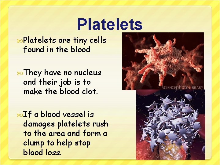 Platelets are tiny cells found in the blood They have no nucleus and their