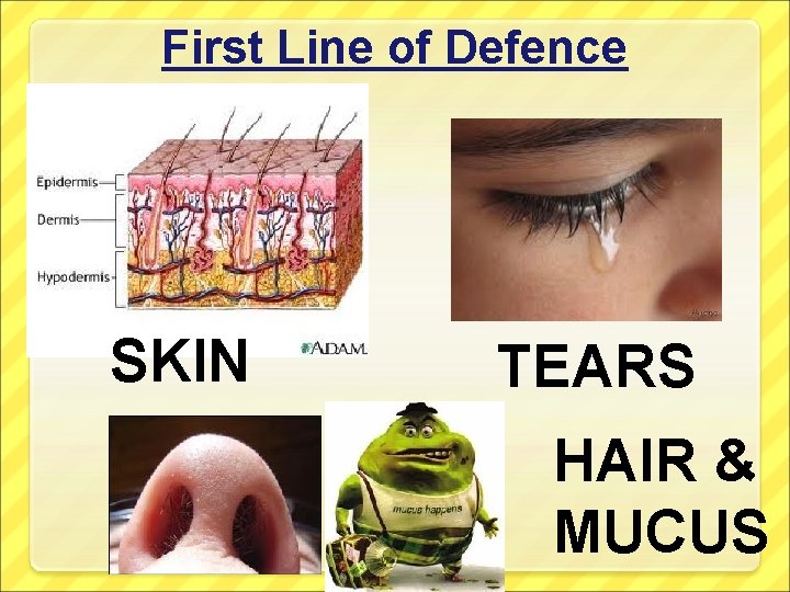 First Line of Defence SKIN TEARS HAIR & MUCUS 
