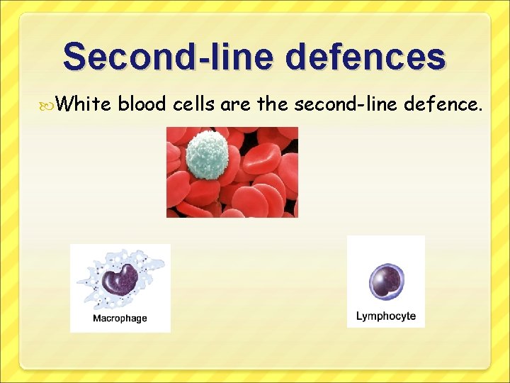 Second-line defences White blood cells are the second-line defence. 