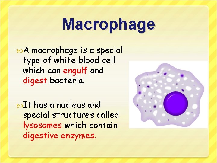 Macrophage A macrophage is a special type of white blood cell which can engulf