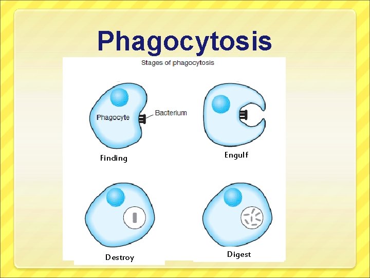 Phagocytosis Finding Destroy Engulf Digest 