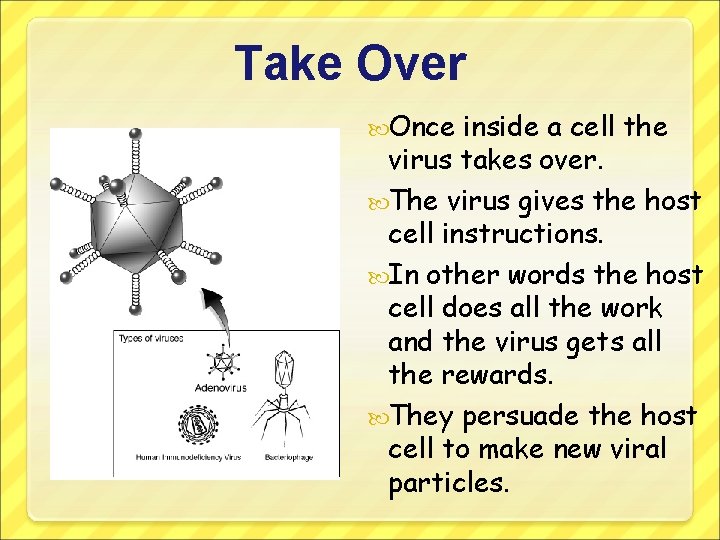 Take Over Once inside a cell the virus takes over. The virus gives the