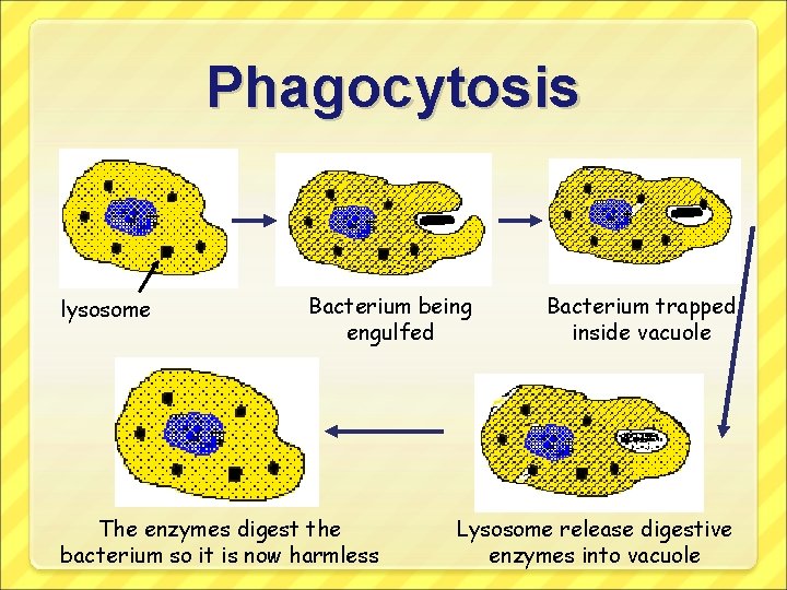 Phagocytosis lysosome Bacterium being engulfed The enzymes digest the bacterium so it is now