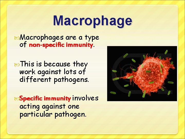 Macrophages are a type of non-specific immunity. This is because they work against lots