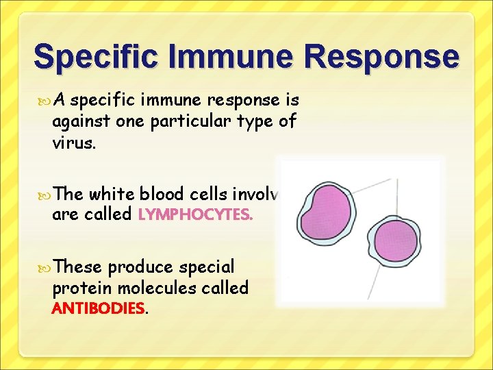 Specific Immune Response A specific immune response is against one particular type of virus.