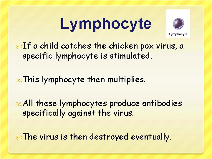Lymphocyte If a child catches the chicken pox virus, a specific lymphocyte is stimulated.