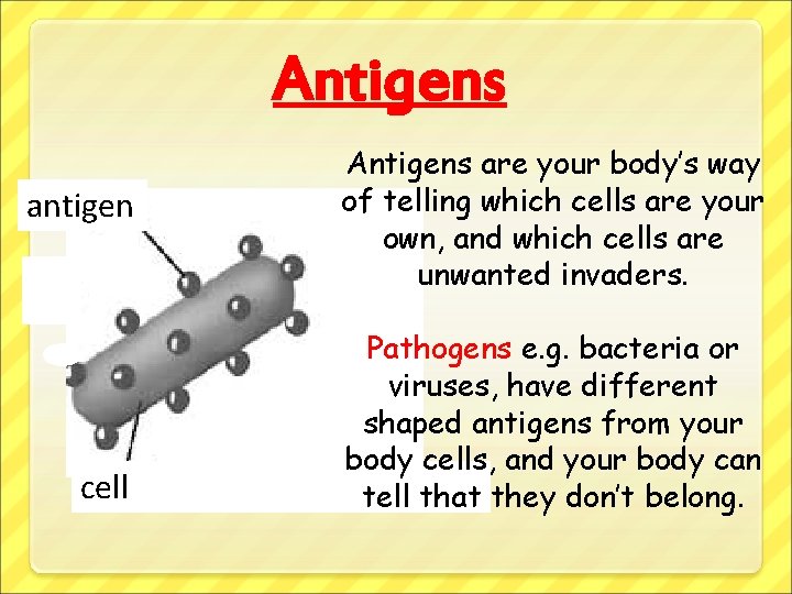 Antigens antigen cell Antigens are your body’s way of telling which cells are your
