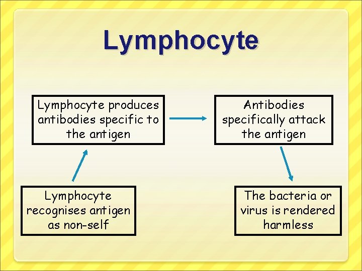 Lymphocyte produces antibodies specific to the antigen Lymphocyte recognises antigen as non-self Antibodies specifically