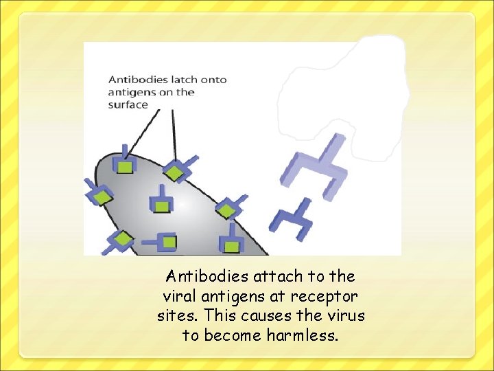 Antibodies attach to the viral antigens at receptor sites. This causes the virus to