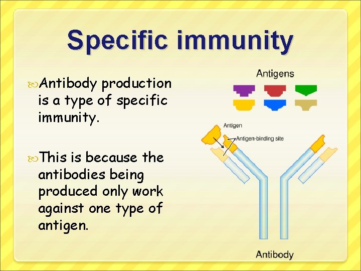 Specific immunity Antibody production is a type of specific immunity. This is because the