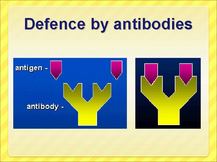 Defence by antibodies 